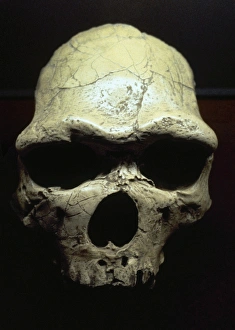 Prehistory Gallery: Java Man or Pithecanthropus erectus (Homo Erectus erectus)