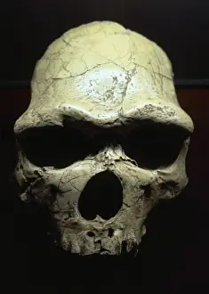 Copy Prints: Java Man or Pithecanthropus erectus (Homo Erectus erectus)