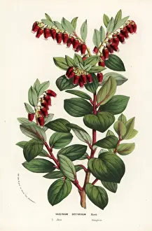Java mountain lingonberry, Vaccinium erythrinum
