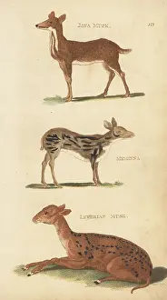 Kearsley Prints: Java mouse-deer, Sri Lankan spotted chevrotain and red brocket