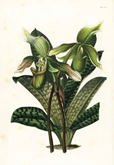 Jardins Collection: Java paphiopedilum orchid, Paphiopedilum javanicum