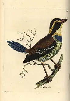 Javan banded pitta, Pitta guajana