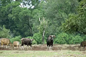 Javan Prints: Javan BANTENG - group