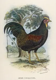 Jungle Prints: Javan Jungle Fowl