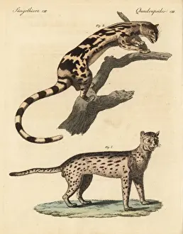 Felis Prints: Javan leopard cat and banded linsang