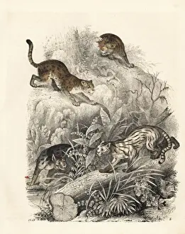 Felis Prints: Javan leopard-cat, colocolo and Nepalese cat