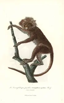 Lesson Prints: Javan lutung, Trachypithecus auratus