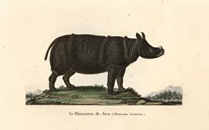 Javan rhinoceros, Rhinoceros sondaicus. Critically