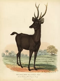 Javan rusa or Sunda sambar deer, Rusa timorensis. Vulnerable
