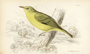 Swainson Prints: Javan white eye, Zosterops flavus