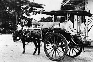 Images Dated 14th September 2011: Javanese Horse Cab
