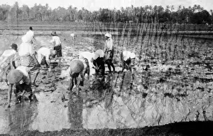 Bending Prints: Javanese Rice Fields