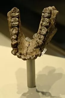 Images Dated 31st March 2008: Jaw of Australopithecus anamensis