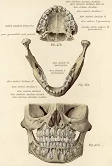 Jaw Bones & Teeth