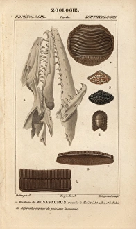 Aquatic Gallery: Jaw of a mosasaur, Mosasaurus, found in Mstricht