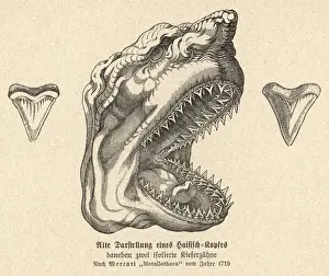 Jaw of a shark, showing its teeth