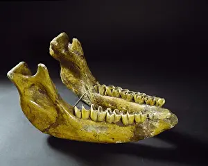 Jaw of Stephanorhinus hemitoechus, the narrow-nosed rhinocer