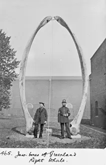 Cetacea Prints: The jawbones of Greenland right whale, c. 1912
