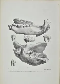 Artefacts Prints: Jaws of bears found in Kent's Cavern