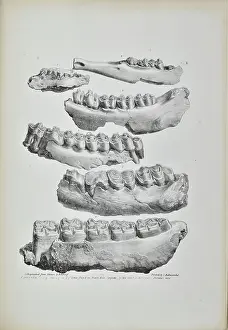 Artefacts Prints: Jaws of a hog, deer, fox and horse found in Kent's Cavern