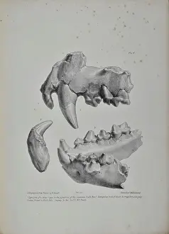 Artefacts Prints: Jaws and teeth of a tiger, bear and hyaena - Kent's Cavern