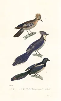 Jay, blue jay and magpie