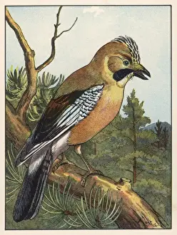 Jay (Foster)