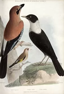 Jay, Goldfinch and White-throated thrush
