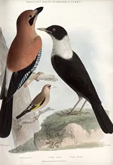 Throated Prints: Jay, Goldfinch and White-throated thrush