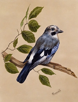 A Jay on a perch