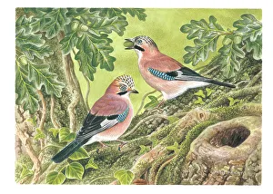Feasting Prints: Jays feasting on acorns