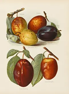 Plums Prints: PLUMS