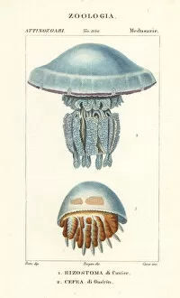 Worm Collection: Jellyfish species
