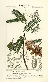 Naturali Collection: Jequirity bean or rosary pea, Abrus precatorius