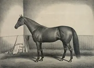 Eddy Prints: Jerome Eddy 1260. Jewett stock farm