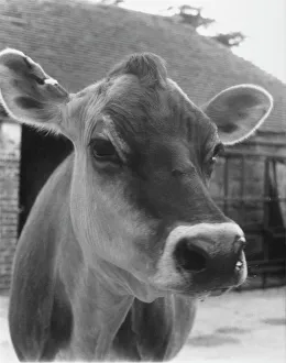 Close Collection: Jersey Cow Head 1973
