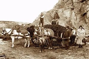 Gathering Prints: Jersey Seaweed Gatherers early 1900s