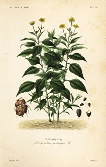 Jerusalem artichoke or sunchoke, Helianthus tuberosus