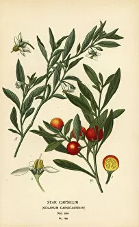 Trumpet Collection: Jerusalem cherry, Solanum pseudocapsicum var. diflorum