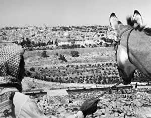 Pause Prints: Jerusalem Donkey