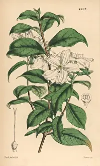 Jessamine Prints: Jessamine flowered heinsia, Heinsia jasminiflora