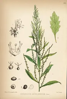 Jesuits Prints: Jesuits tea, Dysphania ambrosioides