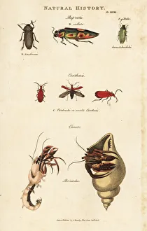 Kearsley Gallery: Jewel beetles, scarlet cantharis, and hermit crab
