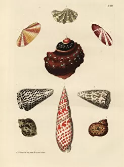 Agate Gallery: Jewel box clam, embossed horn, miter, volute