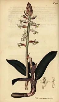 Discolor Prints: Jewel orchid, Ludisia discolor