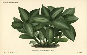 Jewel orchid, Ludisia discolor