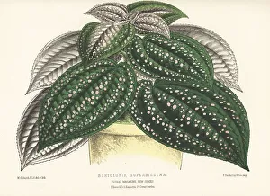 Dwarf Prints: Jewel plant, Bertolonia superbissima
