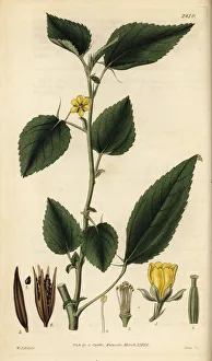 Swan Collection: Jews mallow, Corchorus olitorius