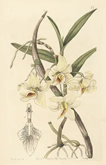 Nepal Prints: Jian dao chun shi hu orchid, Dendrobium rhombeum