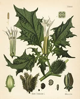 Medicinal Collection: Jimson weed, Datura stramonium